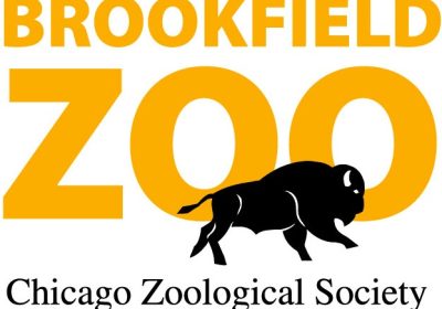 Veterinarians Perform Groundbreaking Hip Surgery on Tiger at Brookfield Zoo